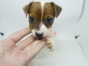 Dişi köpek Ahmet Yesevi Mah.
