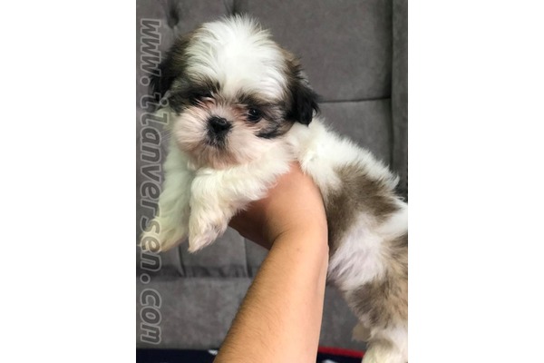 Shih-Tzu 1 TL Fevzi Çakmak Mah.