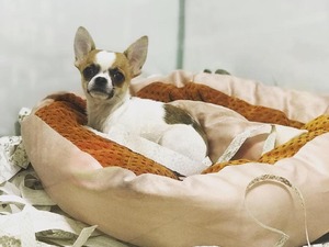  Chihuahua Erkek Ostim OSB