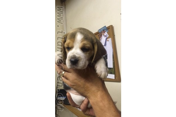 Beagle Dişi ve Erkek köpek