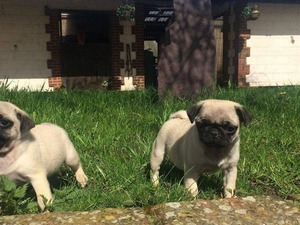 Pug Denizli