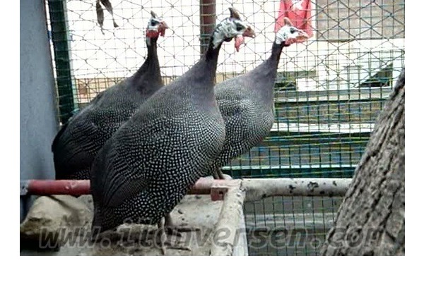 Özkonak Bld. hayvanlar ilanı ver