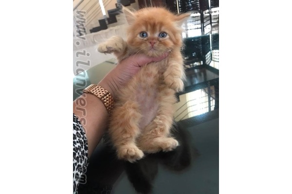 0-3 Aylık kedi Poligon Mah.