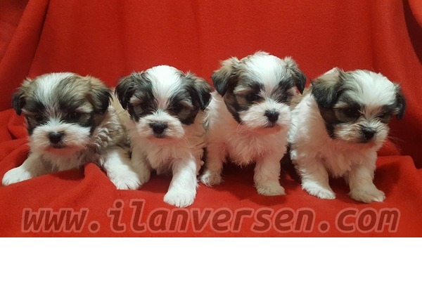 Konak Mah. Malta terrier ilanları