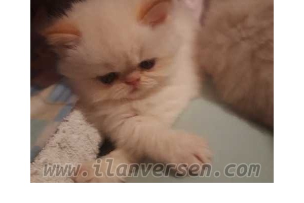 Egzotic shorthair ilanları