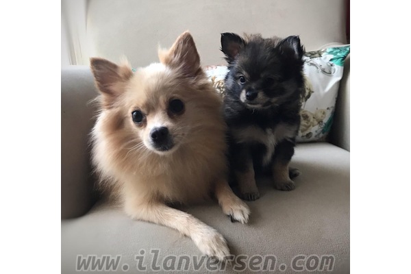 Turgut Reis Mah. Pomeranian ilanları