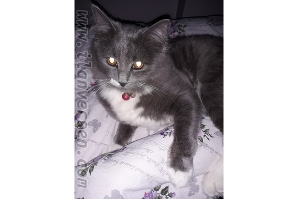British shorthair 10 ve üzeri