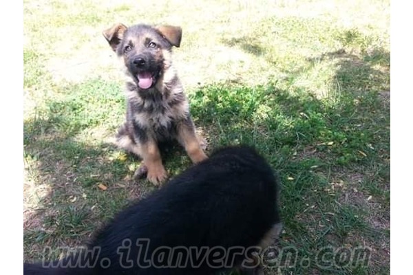 köpek ilanlari Atatürk Mah.