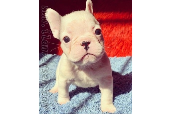 French bulldog Sahibinden 1 TL
