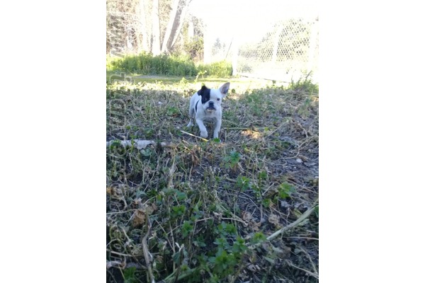 French bulldog Yaşlılara uygun