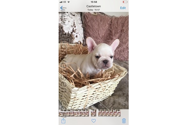 French bulldog Sahibinden 1 TL
