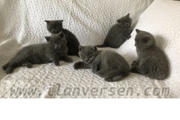 Bayraklı Mah. kedi ilanı ver