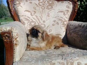 Pekinez köpek Güzelbahçe