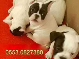 sevimli french bulldog yavrular izmir