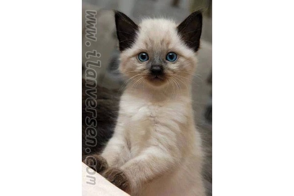 Konak Mah. kedi fiyatları