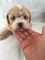 Konak Mah. köpek fiyatları