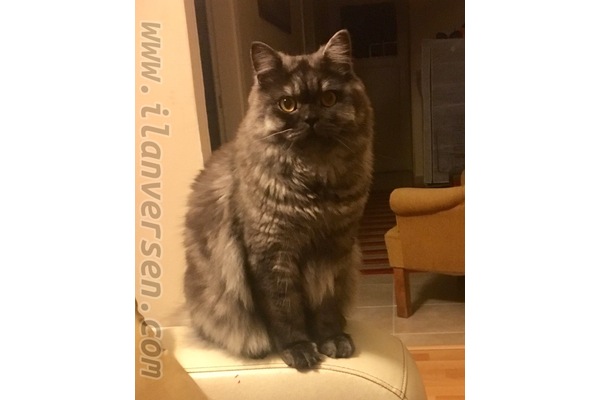 British shorthair Caddebostan Mah.