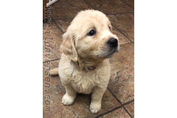 Golden retriever Konak Mah.