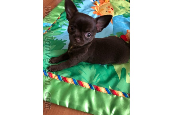 Merkez Efendi Mah. köpek ilanı