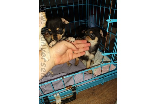 Pinscher Dişi ve Erkek köpek
