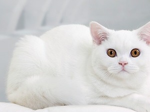 British shorthair Yalı Mah.