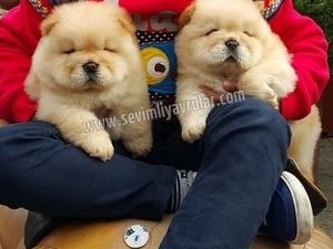 Chow Chow Sahibinden 1 TL