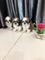 köpek Shih-Tzu fiyatları