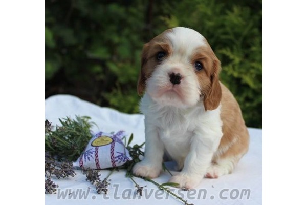 Cavalier king Charles Dişi ve Erkek köpek