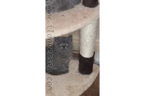 Ergene Mah. kedi ilanları