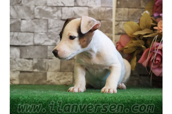 Jack Russel terrier 1 TL Yahyakaptan Mah.