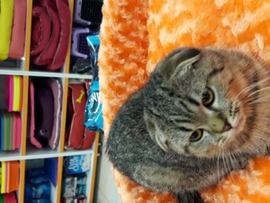 Scottish fold 0-3 Aylık