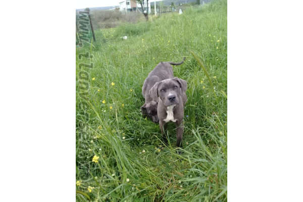 Cane corsa köpek Güzelbahçe