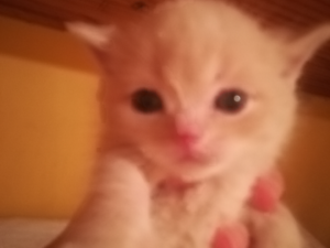 Scottish fold Erkek Cevizli Mah.