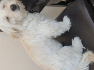White terrier Sahibinden 0 TL