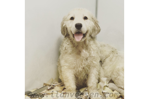 Macun Mah. köpek ilanı ver