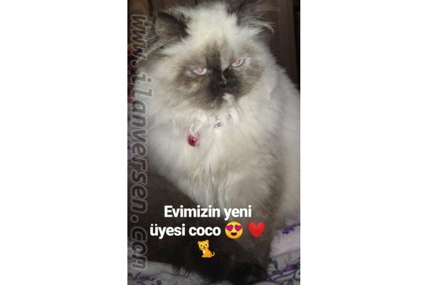 Ergene Mah. kedi ilanı ver