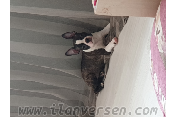 A secereli saf kan boston terrier yavruları.