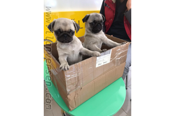 Pug Dişi ve Erkek Bağbaşı Mah.