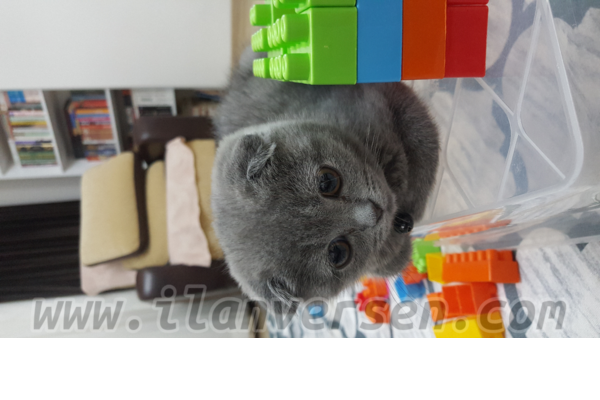 Scottish fold Çocuklara uygun