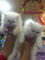 Poligon Mah. kedi ilanları
