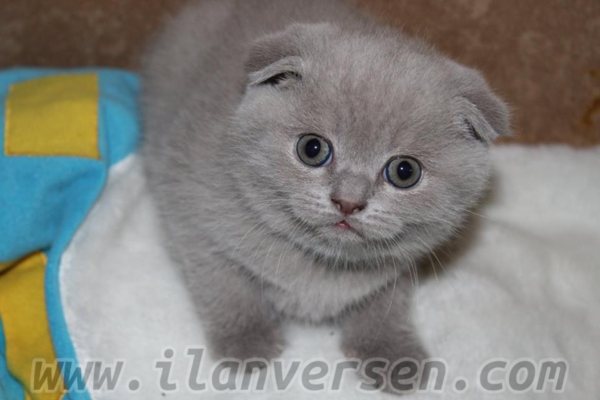 Poligon Mah. kedi ilanı ver