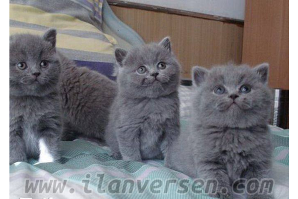 British shorthair 0-3 Aylık Poligon Mah.