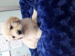 Balat Mah. köpek ilanı ver