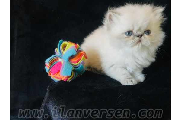 kedi İran fiyatları