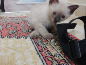 Zümrütevler Mah. kedi ilanı ver