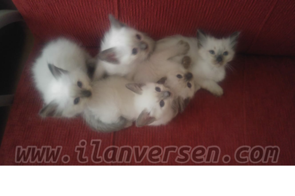 Siyam Sahibinden 750 TL