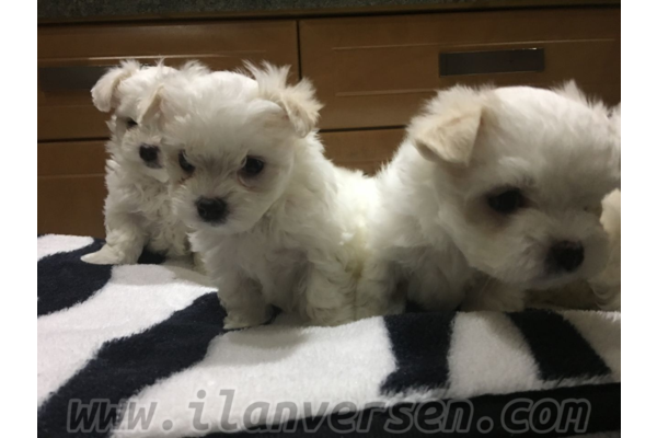 köpek Malta terrier fiyatları