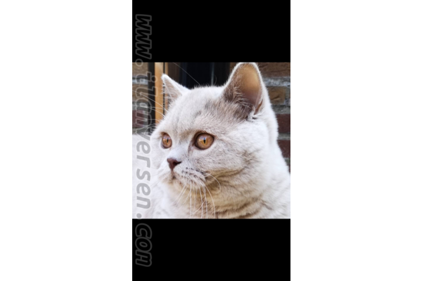British shorthair kedi Çankaya