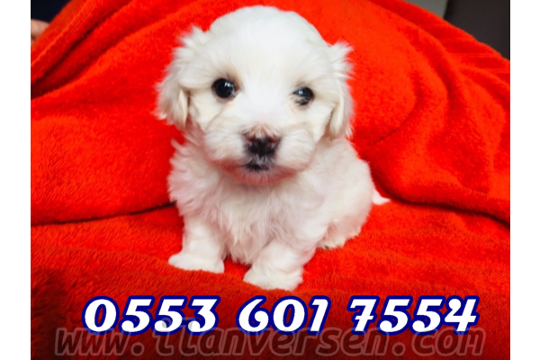 Maltese terrier Dişi ve Erkek köpek