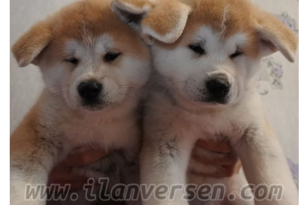 Akita inu yaş 0-3 Aylık